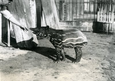 Ein junger malaiischer Tapir mit Pfleger im Londoner Zoo, 18. Oktober 1921 von Frederick William Bond